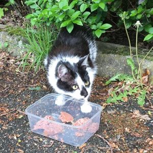 Chat mascotte Crapeaudine