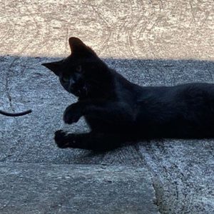 Chat mascotte Pompidoux