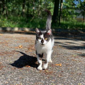 photo de la chatte Crapaudine