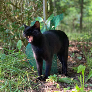 photo du chat Pompidoux